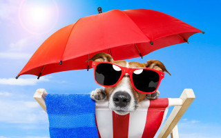 Dog sunglasses beach chair umbrella - summer free wallpaper