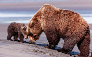 Mother bear cub beach wildlife - her cub free wallpaper