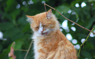 Cat branch closed eyes bokeh - its head free wallpaper