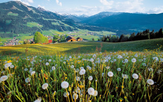 Dandelion field mountain village cloud - ecological art free wallpaper