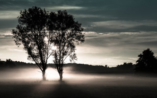 Foggy sunshine tree field volumetric - volumetric light free wallpaper for desktop