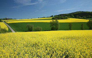 Countryside yellow flowers road blue - yellow flower free wallpaper