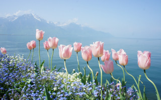 Pink flower field mountains sky - beautiful scenery free wallpaper for desktop