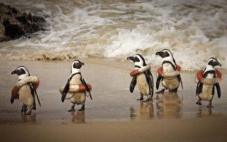 Penguins beach surfboards lifejacket wildlife - a group of penguins free wallpaper
