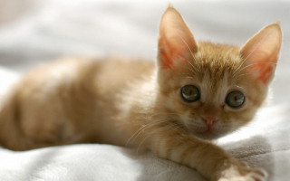 Small kitten curious white blanket - curious free wallpaper