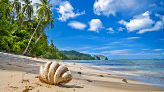 Large clam tropical beach ocean - a tropical island free wallpaper