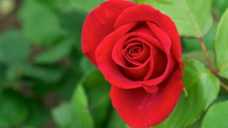 Red rose green leaves bokeh 3 - focus free wallpaper for desktop