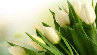 White tulips green leaves tabletop - dirck van der lisse free wallpaper