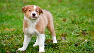Brown white dog blue eye 2 - a lush green field of grass free wallpaper