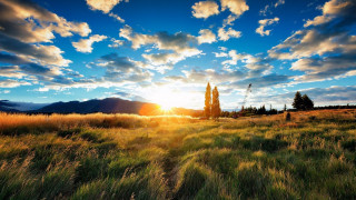 Sunset field tree clouds horizon - david boyd free wallpaper for desktop