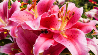 Pink flowers bug garden still - a bug free wallpaper