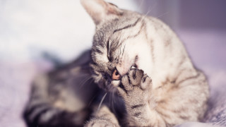 Cat laying blurry background sharp - paw free wallpaper