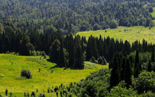 Lush green field trees forest - a lush green field free wallpaper