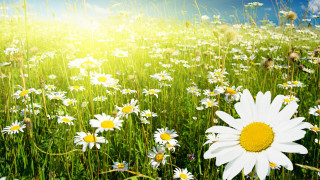 Flower field sunshine nature bloom - a field of daisies free wallpaper