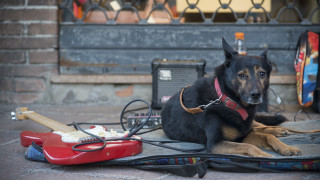 Dog guitar case blurry background - coppo di marcovaldo free wallpaper
