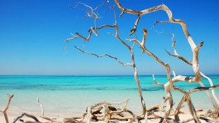 Beach tree branch ocean boat - clear free wallpaper for desktop