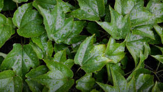 Green plant water droplets closeup - a green plant free wallpaper for desktop