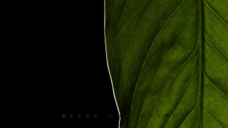 Black green leaf closeup transparent - a green leaf free wallpaper