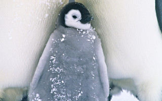 Penguin snow pile flakes outdoor - free bird wallpaper