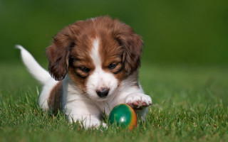 Puppy playing ball grass park - a ball free wallpaper