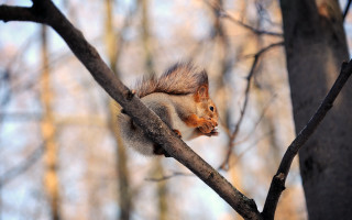 Squirrel eating nut branch woodland - a nut free wallpaper for desktop