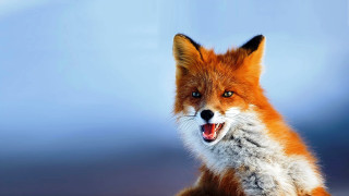Red fox mouth open wide - its mouth wide open free wallpaper for desktop
