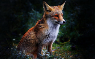 Red fox sitting grass looking - a blurry background of trees free wallpaper for desktop