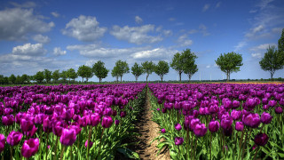 Purple flower field bush tree - a dirt path free wallpaper