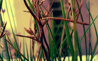 Plant bamboo leaves building blur - a close up of a plant free wallpaper for desktop