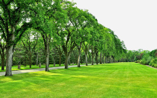 Grassy field trees path park - the side of it free wallpaper