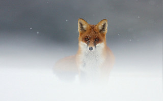 Fox looking camera snow blurry - a fox free wallpaper