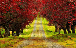 Dirt road red leaves green - both side of the road free wallpaper