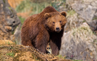 Brown bear rocky hillside wildlife 2 - rocky free wallpaper for desktop