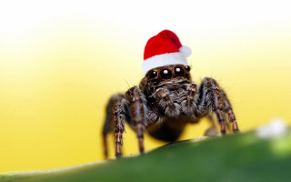 Spider santa hat leaf smiling - a santa hat free wallpaper