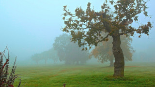 Foggy field tree bird mountains - a foggy field free wallpaper for desktop