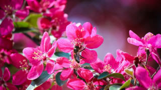Bee pink flower butterfly leaves - green leaf and buds free wallpaper