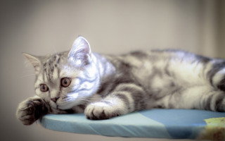 Kitten curious cushion tabletop hologram - a kitten free wallpaper