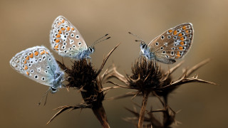 Butterflies plant brown background macro - brown background free wallpaper