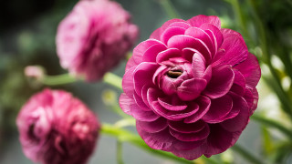 Pink flower blurry background rococo - the background and a blurry background behind free wallpaper