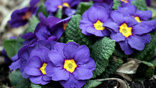Purple flower garden macro blurry 2 - a green leafy plant free wallpaper