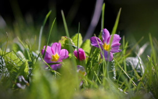 Purple flowers green field shallow - a lush green field of grass and grass free wallpaper