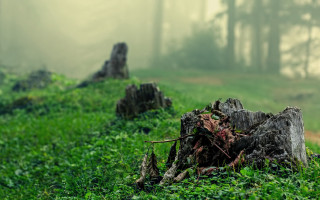 Tree stump foggy field trail - a tree stump free wallpaper