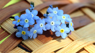 Blue flowers basket strawberries wooden 2 - a basket of strawberries free wallpaper