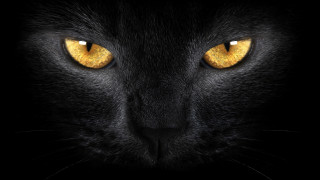 Black cat yellow eyes gothic - yellow eye free wallpaper