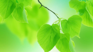 Green branch leaves blurred background - blue sky in the background free wallpaper