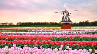 Windmill tulips redbuilding clouds landscape - anne said free wallpaper