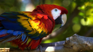 Colorful parrot forest blurry background - background of leaves free wallpaper