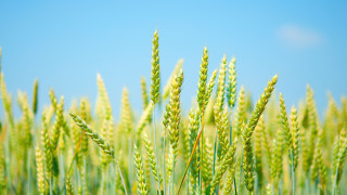 Green wheat blue sky clouds - heavy grain free wallpaper for desktop