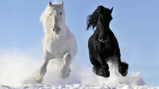 Horses running in snow black - two horse free wallpaper