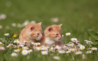 Kittens daisies blurry impressionist photography - blurry free wallpaper